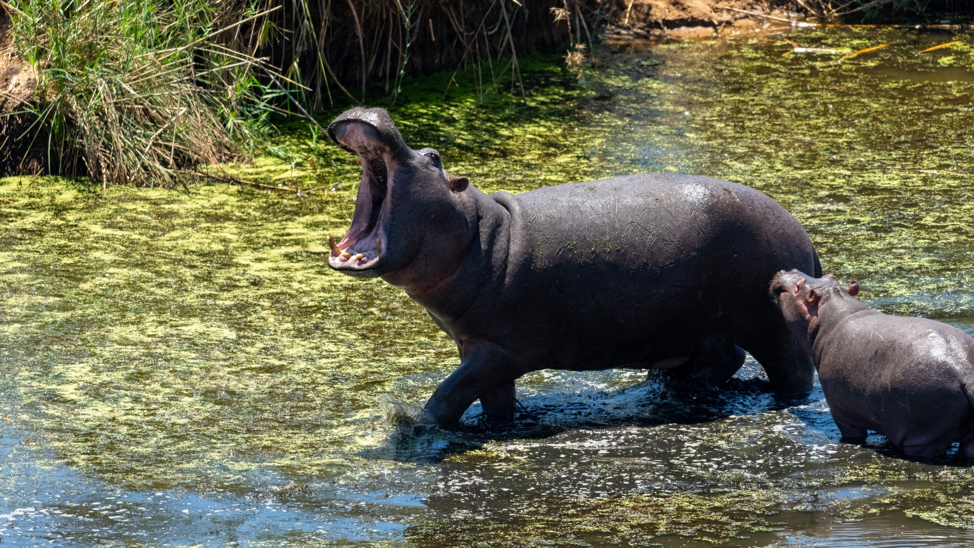 Kruger25 2025 11 01 10 51 59 ILCE 1M2 179